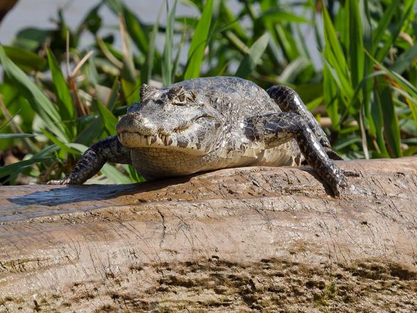 Yacarekaaiman (Caiman yacare)